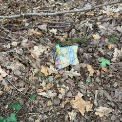 Ein zerknülltes Papier liegt zwischen trockenen Blättern und Zweigen auf dem Waldboden und stört die natürliche Szenerie.