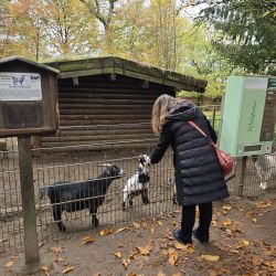Im herbstlichen Tierpark füttert eine Frau zwei Ziegen durch einen Zaun, umgeben von buntem Laub.